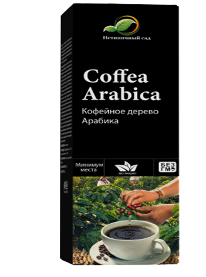 Гибридное кофейное мини - дерево Coffea Arabica