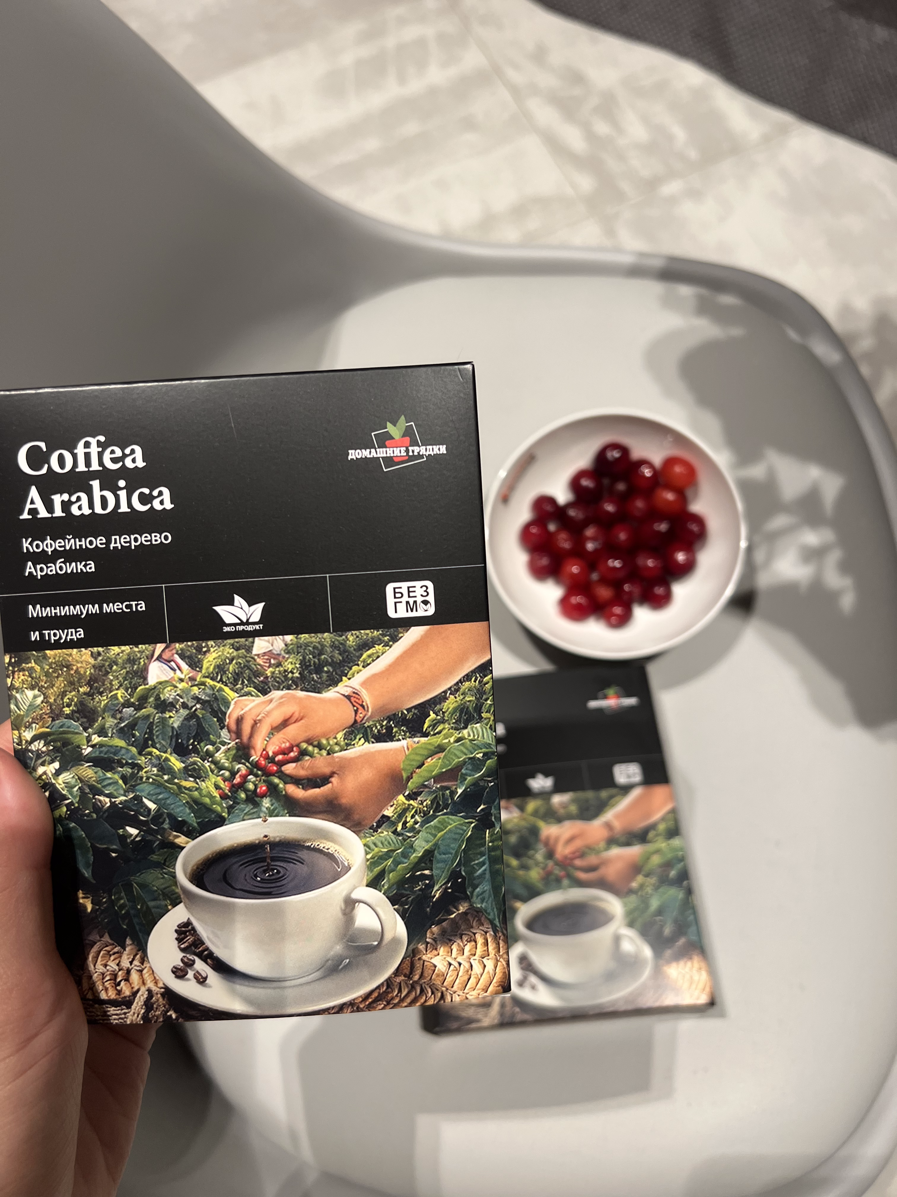 Гибридное кофейное мини - дерево Coffea Arabica_3