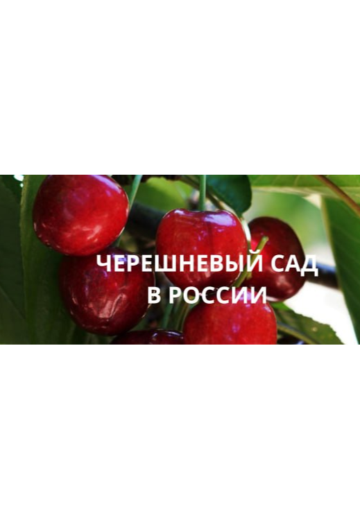 Компактное мини-дерево черешни для выращивания дома