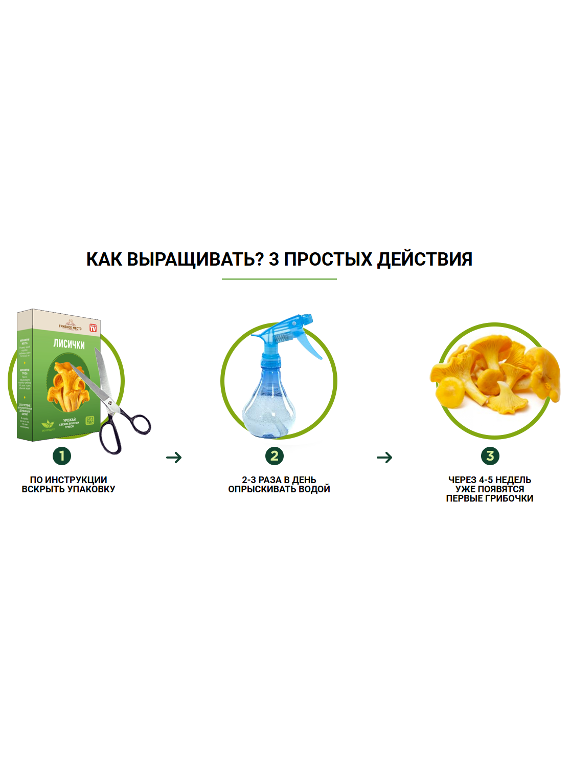 Грибница домашних условиях, домашние грибы